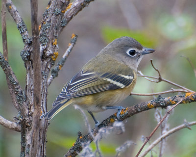 Blue-headed Vireo (Vireo solitarius)