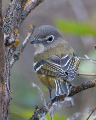 Blue-headed Vireo (Vireo solitarius)