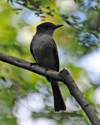 La Sagra's Flycatcher (Myiarchus sagrae)