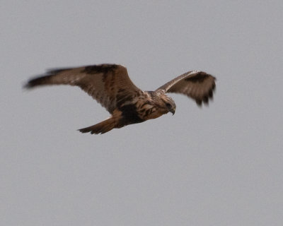 Rough-legged Hawk (Buteo lagopus)