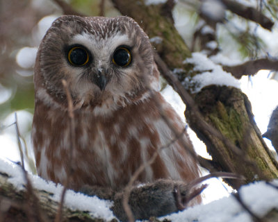 Northern Saw-Whet Owl   (Aegolius acadicus)