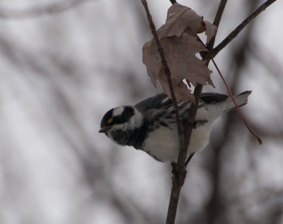 Black-throated Gray Warbler (Setophaga nigrescens)