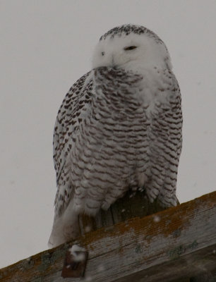 Snowy Owl (Bubo scandiacus)