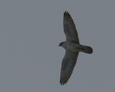 Gyrfalcon (Falco rusticolus) 