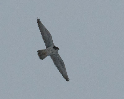 Gyrfalcon (Falco rusticolus) 