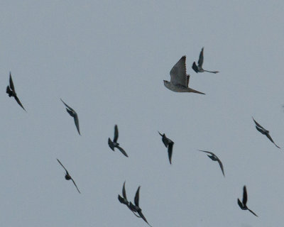 Gyrfalcon (Falco rusticolus) amongst the pigeons.