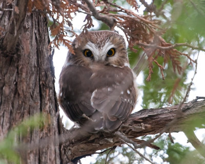 Northern Saw-Whet Owl   (Aegolius acadicus)