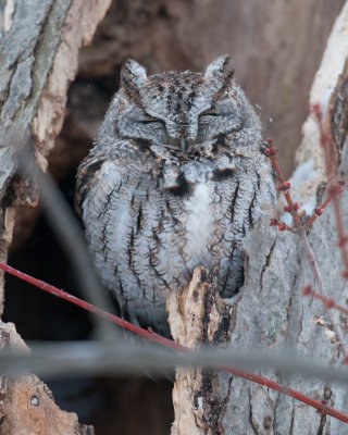 Eastern Screech Owls