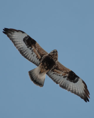 Rough-legged Hawk (Buteo lagopus)