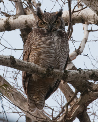 Great Horned Owl (Bubo virginianus)