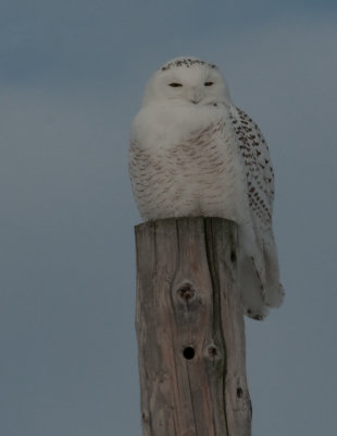 Snowy Owl (Bubo scandiacus)