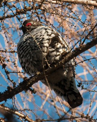 Spruce Grouse  (Falcipennis canadensis) 