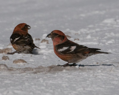 White-winged Crossbill (Loxia leucoptera)