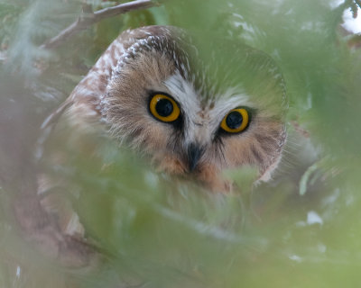 Northern Saw-Whet Owl   (Aegolius acadicus)