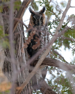 Long-eared Owl (Asio otus)