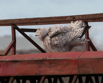 Snowy Owl (Bubo scandiacus)