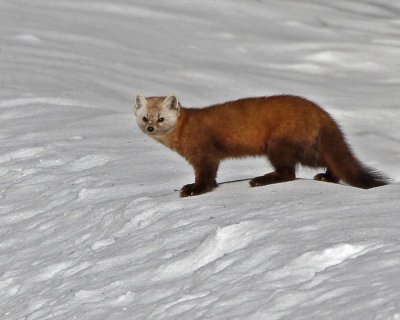 American Marten (Martes americana)