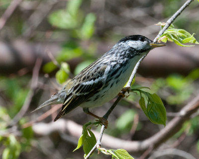 Blackpoll Warbler (Setophaga striata)