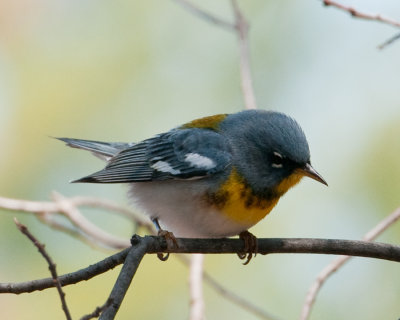 Northern Parula (Setophaga americana) 