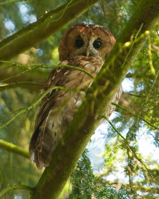 Tawny Owl (Strix aluco)