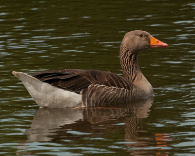 Graylag Goose (Anser anser)