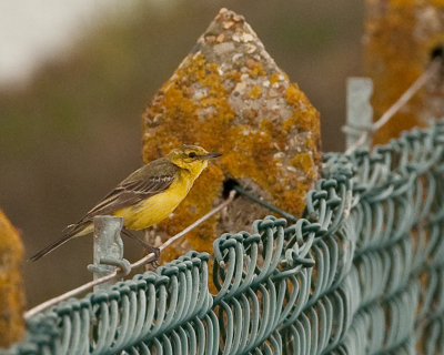 Western Yellow Wagtail (Motacilla flava)