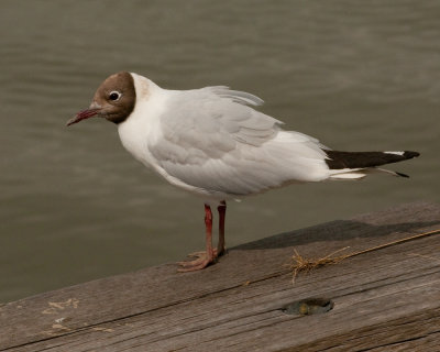 g9/68/972268/3/156796288.UIlTFSaI.jpg