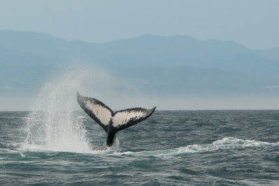 Humpback Whale  (Megaptera novaeangliae) 