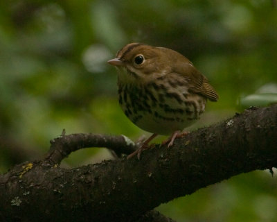  Ovenbird (Seiurus aurocapilla)