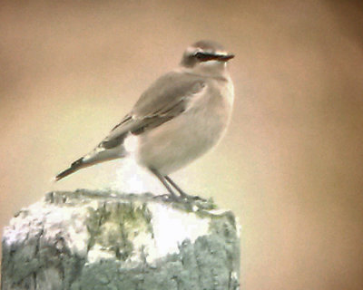 Northern Wheatear (Oenanthe oenanthe)