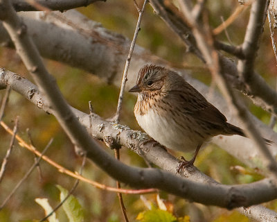 Lincoln's sparrow (Melospiza lincolnii)
