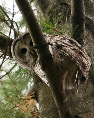 Barred Owl (Strix varia)