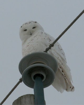 Snowy Owl (Bubo scandiacus)