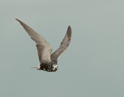 Black Tern (Chlidonias niger)