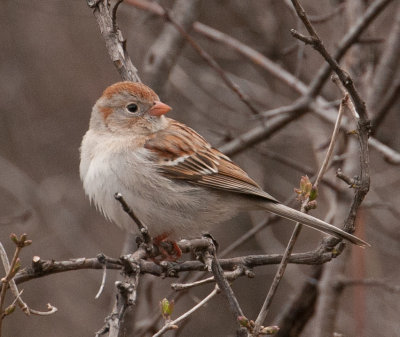 Field Sparrow (Spizella pusilla)