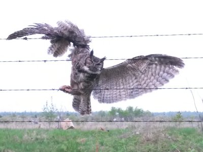 Great Horned Owl (Bubo virginianus)