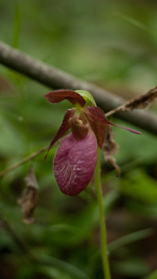 Pink Lady's Slipper Orchid (Cypripedium acaule?)