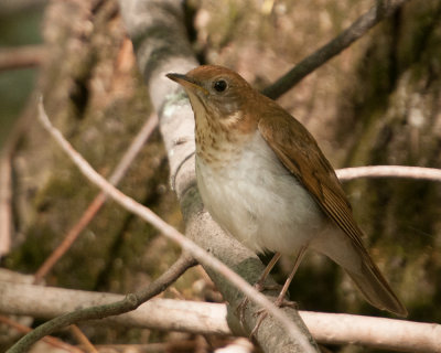 Veery (Catharus fuscescens)