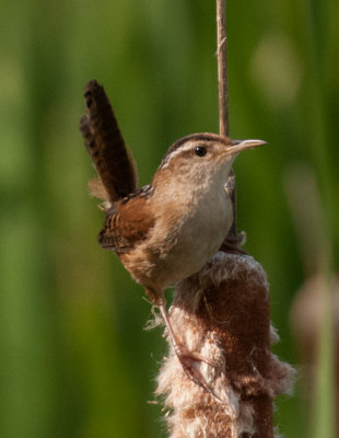 Marsh Wren (Cistothorus palustris)