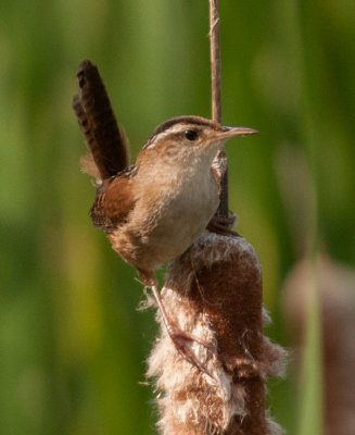 Marsh Wren (Cistothorus palustris)