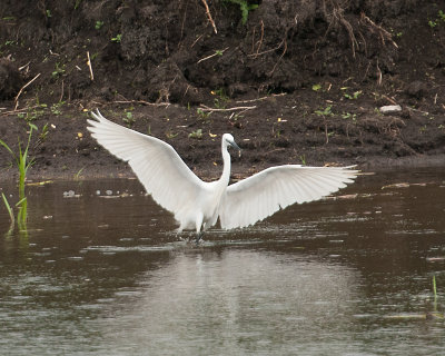 Little Egret (Egretta garzetta)