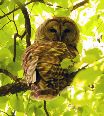 Barred Owl (Strix varia)