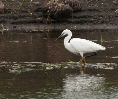 Little Egret (Egretta garzetta)