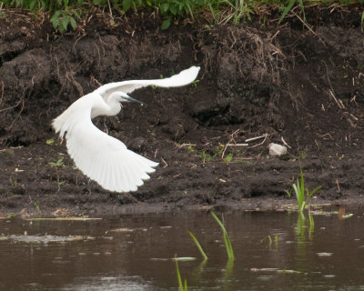 Little Egret (Egretta garzetta)