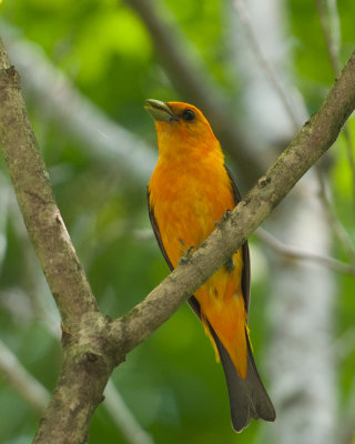 Scarlet Tanager (Piranga olivacea) 