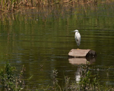 Little Egret (Egretta garzetta)