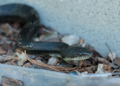 Black Rat Snake (Pantherophis spiloides)