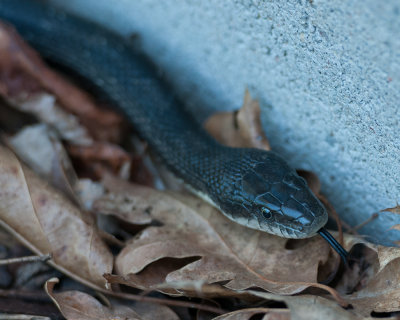 Black Rat Snake (Pantherophis spiloides)