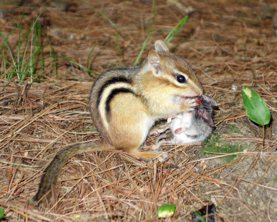 chipmunk