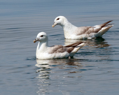 Northern-Fulmar (Fulmarus glacialis)